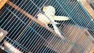 鳥類影片