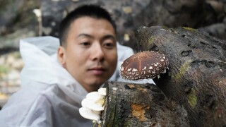 Huanong Brothers: Lihatlah jamur yang ditanam oleh saudara-saudara ini dan kunjungi ribuan hektar la
