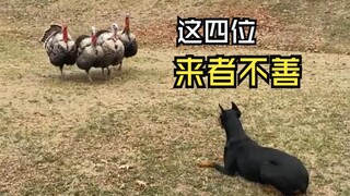 The Animals in Those Duels!