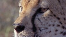 [Tập 7 - Thuyết Minh] Cuộc sống hoang dã - Life (2009) S01E07: Hunters and Hunted