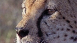 [Tập 7 - Thuyết Minh] Cuộc sống hoang dã - Life (2009) S01E07: Hunters and Hunted