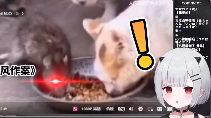 恶鬼宝宝看满级动物行为大赏【新人日V】