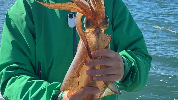 Hôm nay làm món sống ướp khổng lồ, chọc thẳng vào mặt mà mở bát thật là đáng sợ!