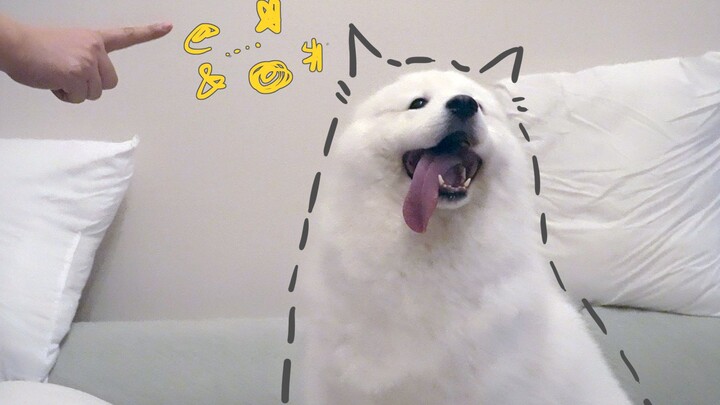 Mẹ xúi kẹo dẻo Samoyed uống nước của mochi, bị kẹo dẻo từ chối liền đổi sắc mặt ngay lập tức — còn c