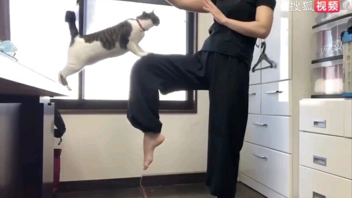 日本武术老师上网课，这时候猫咪闯入……
