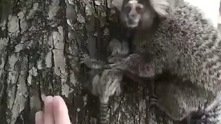 Returning the lost lion tamarin cub to its mother