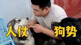 狗仗人势的见多了，但你见过人仗狗势吗？