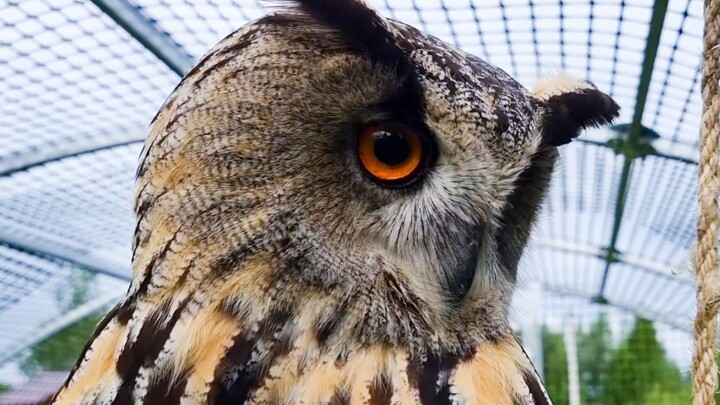 Angry Owl: Just try touching my tail one more time