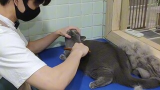 If you want to raise a cat, I recommend you to raise a British shorthair, because the British shorth
