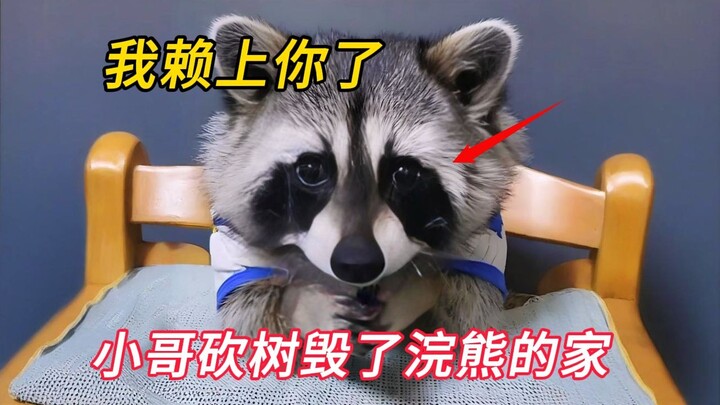 The young man chopped down a tree, destroying the raccoon’s home, and out of guilt, he took it home 