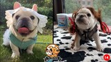 Chú chó Bull siêu đáng yêu-Funny video Super cute bull puppy