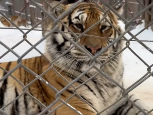 เมื่อกินเนื้อเป็นงาน แม้แต่เสือโคร่งแมนจูเรียยังรำคาญ! “เสือโคร่งแมนจูเรีย” ฮาร์บิน