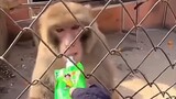 #monkey #eating #suprised #brown #animals