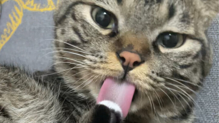 วิธีคลายคำสาประหว่างฉันกับ “แมวน้อยขอบเขต”