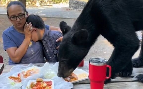 Celebrating a Birthday in the Park Turns Deadly: Mexican Mom Covers Son’s Eyes as Black Bear Attacks