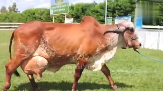 World highest milking Gir cow, Red sindi cow