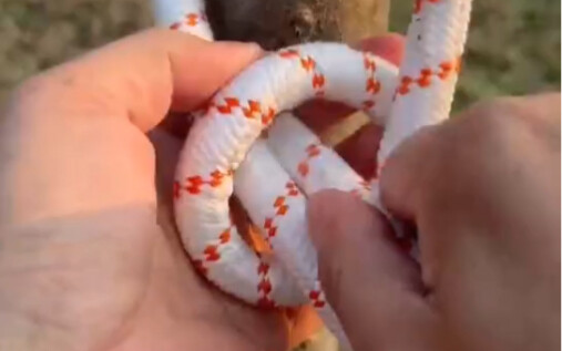 ملك العُقد الرباطية