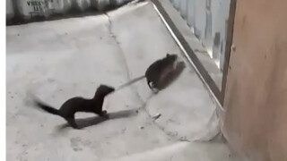 Tikus, aku benar-benar takut.