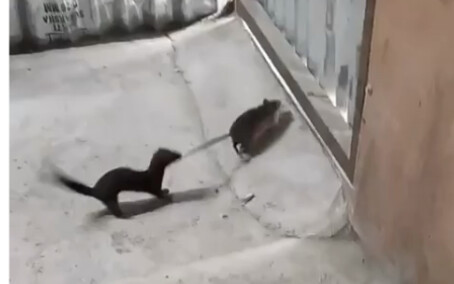 Rat, I'm really scared.