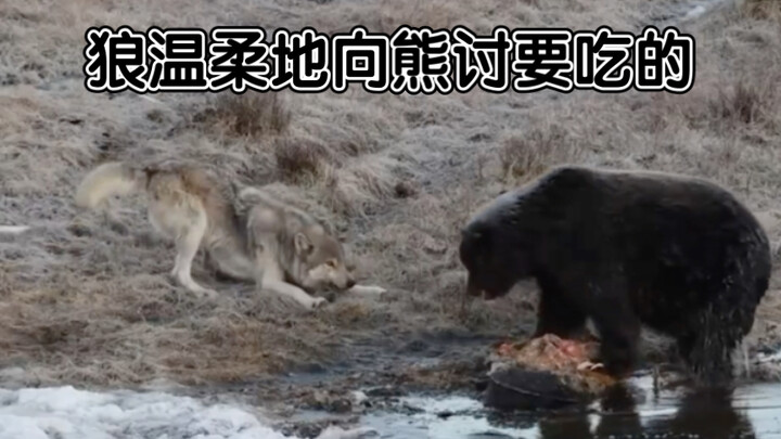 The wolf gently asks the bear for food