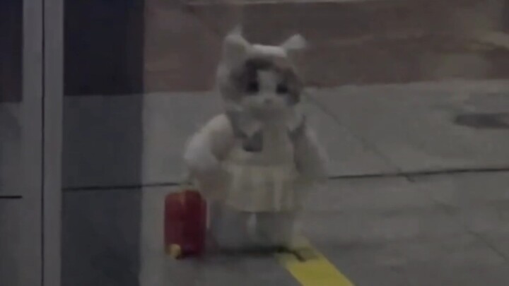 القطة الصعبة