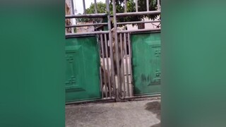 Bông Bơ ngóng ba về...cunyeucuadua yeucho yeuchomeo cún cúncon chó chómèo chócon chókhôn yeuchomeo chócute pet dog dogsoftiktok