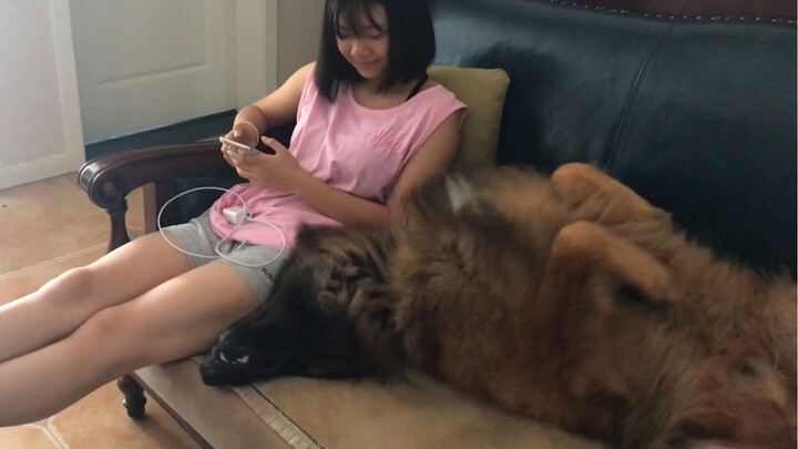 Animal|Affectionate German Shephard Dog