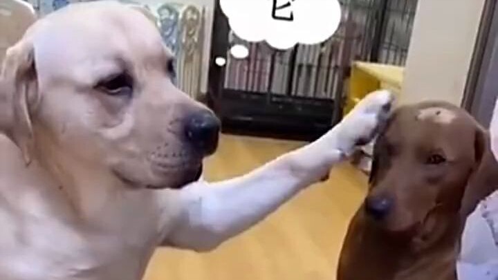 Khi chú chó nghe thấy mình sắp phải tiêm, không khí bỗng chốc im lặng.