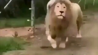 Đó là cách con sư tử gọi