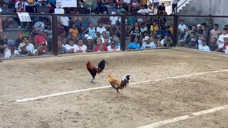 5 STAG @VARGAS COLOSSEUM (WWLWW)