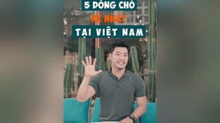 5 dòng chó rẻ nhất tại VN LearnOnTikTok dcgr tuitienpet dog