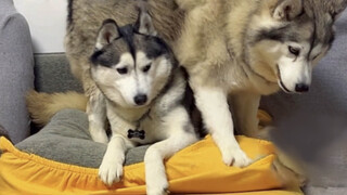 [Dogs] Two Huskies With Huge Body Differences Went To Vet Together