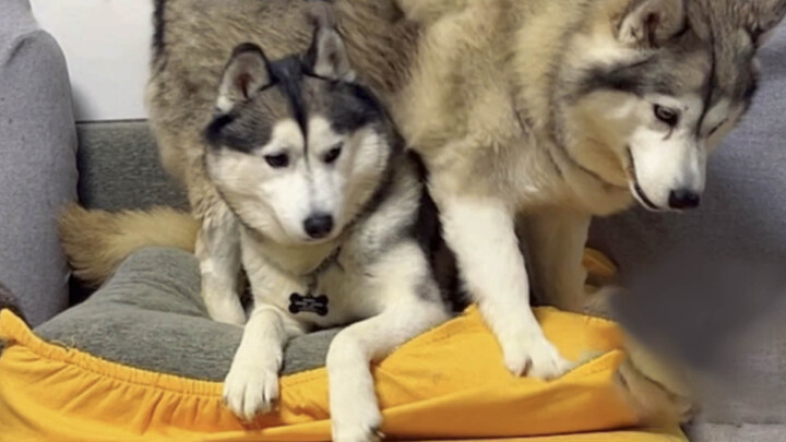 [Dogs] Two Huskies With Huge Body Differences Went To Vet Together