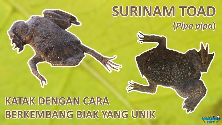 Surinam Toad: Katak pipih aneh dari Amerika Selatan, TRYPOPHOBIA JANGAN TONTON !!