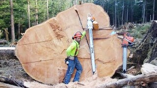 Amazing Biggest Tree Cutting - Fastest Skilled Chainsaw Man