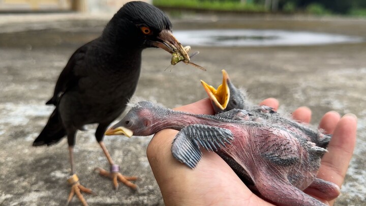 من المحتمل ألا تجد بين عشرة آلاف طائر زرزور شخصًا واثقًا من الناس مثل شياو وو