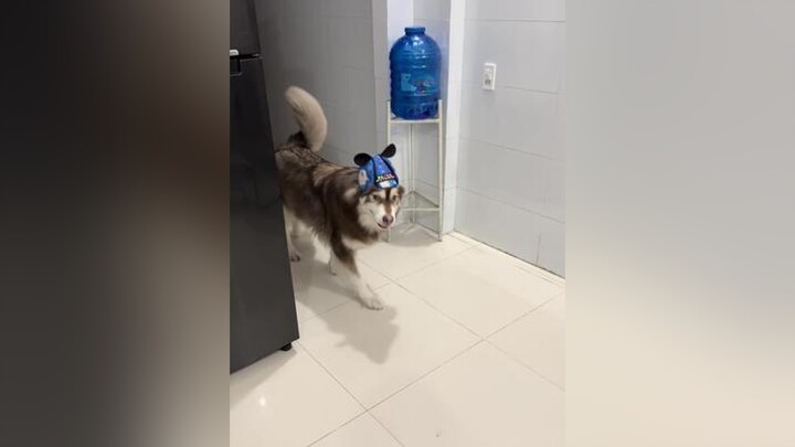 Mon sàid : “ Ủa cho tui ăn chưa đủ nhét kẽ răng nữa á :)) mà còn bắt làm này làm kia 🥲” dog cún chó