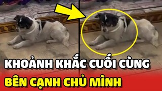 Chủ QUA ĐỜI, chú chó túc trực bên LINH CỮU xong thì MẤT | Yêu Lu