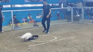 white kelso galing bataan Kay doc Marlo zuñiga Ang galing