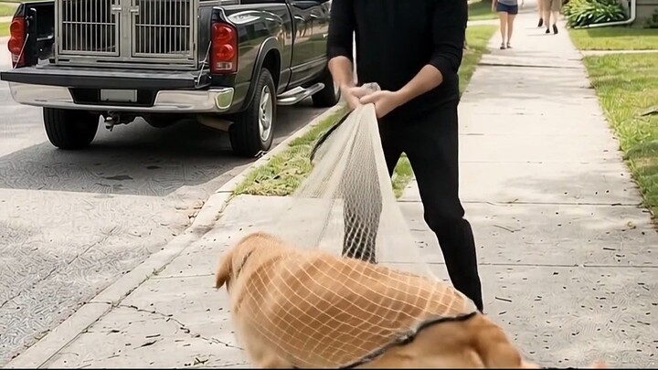 Cruel man targets sleeping stray dogs—until a hero steps in to save them