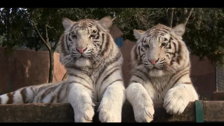 Sacred Beast! Noble and Adorable White Tiger