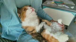 The kitten watched TV for a long time and suddenly realized that the one holding her wasn't her litt