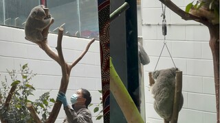 When you are in a bad mood, you might as well watch some koala weighing