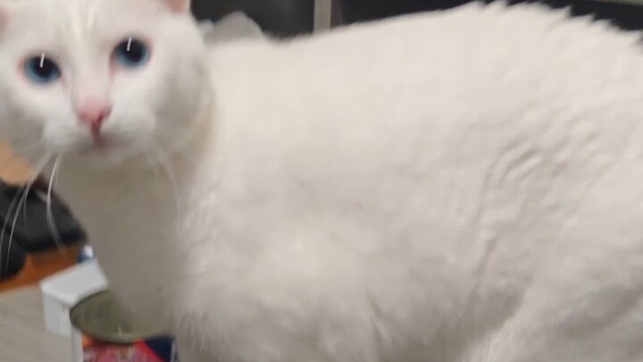 Kucing Jalanan Bertarung di Depan Pintu Rumah