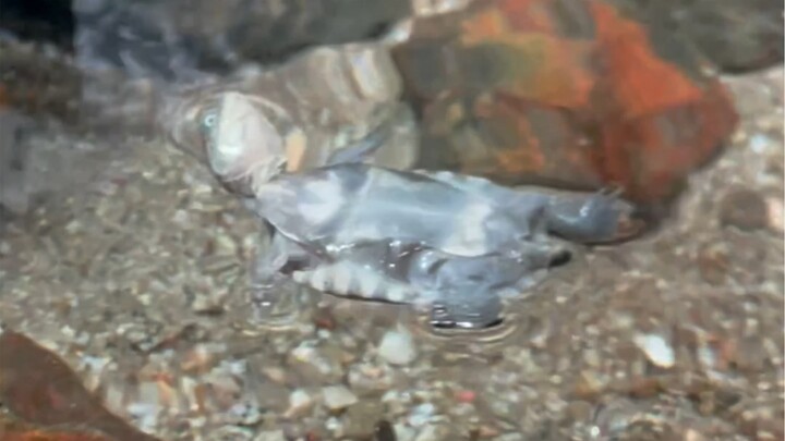 The Big Bathhouse for Backstroke Turtles