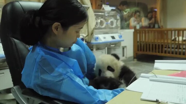 Panda can understand humans, raises head in disagreement: How am I handicapped?