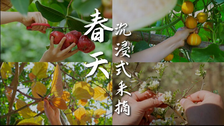 Spring is here—time for Yunnan locals to feast on the “green belts” again! | Dianxi Little Brother