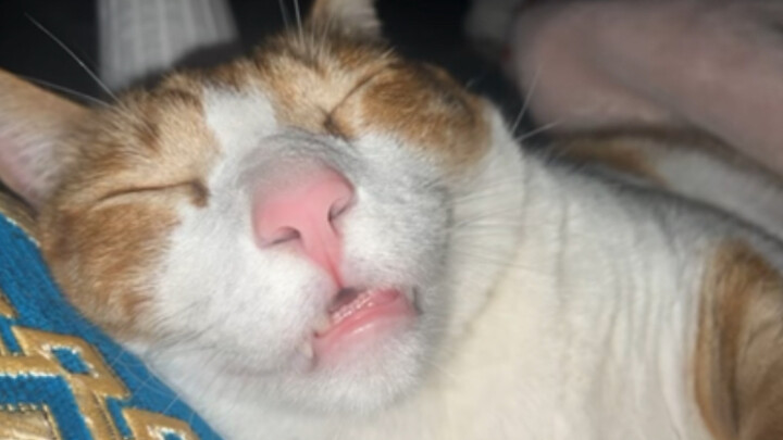 Snore Cat