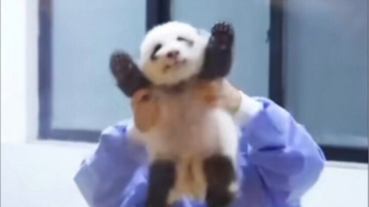 Huahua has been waving to everyone since she was little—her doting parents must have taught her from