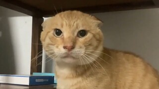 《哈基咪：战斗，爽！》